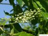 black cherry (Prunus serotina) buds