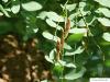 black locust (Robinia pseudoacacia) fruit