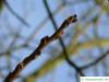 black nut (Juglans nigra) buds in winter