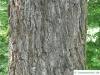 black nut (Juglans nigra) trunk / bark