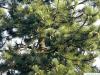 black pine (Pinus nigra) branches