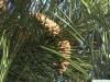 black pine (Pinus nigra) cones