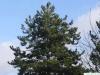 black pine (Pinus nigra) tree