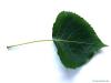 black poplar (Populus nigra) leaf