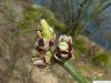 boxelder (Acer negundo) budding sprouts 