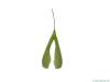 boxelder flowers (Acer negundo)