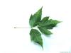 boxelder leaf (Acer negundo)