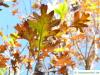 bur oak (Quercus macrocarpa) leaf in autumn