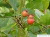 canadian hawthorn (Crataegus canadensis) leaves and fruits
