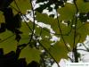 cappadocian maple (Acer cappadocicum) leaves