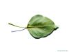 carolina poplar (Populus canadensis) leaf underside