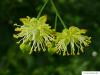 caucasian lime (Tilia x euchlora) flower