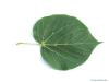 caucasian lime (Tilia x euchlora) leaf underside