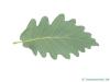 caucasian oak (Quercus macranthera) leaf underside
