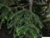 china fir (Cunninghamia lanceolata) branches