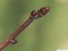 cockspur hawthorn (Crataegus crus-galli) ternimal bud
