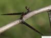 cockspur hawthorn (Crataegus crus-galli) thorns
