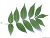 common ash (Fraxinus excelsior) leaf underside