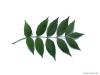 common ash (Fraxinus excelsior) leaf