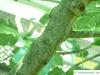common fig (Ficus carica) trunk / bark