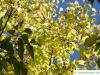 common hackberry (Celtis occidentalis) leaves in autumn
