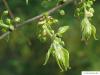 common hackberry (Celtis occidentalis) flower buds