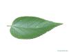 common hackberry (Celtis occidentalis) leaf