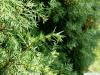 common juniper (Juniperus communis) branch