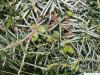 common juniper (Juniperus communis) berries