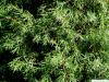 common juniper (Juniperus communis) branches