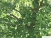 common lime (Tilia intermedia) foliage
