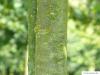 common lime (Tilia intermedia) trunk / stem