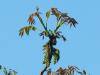 common walnut (Juglans regia) blossom