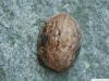 common walnut (Juglans regia) fruit capsule