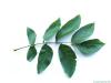 common walnut (Juglans regia) leaf