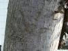 common walnut (Juglans regia) trunk