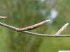 copper beech (Fagus sylvatica purpurea) axial bud