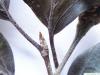 copper beech (Fagus sylvatica purpurea) bud summer