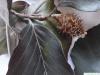 copper beech (Fagus sylvatica purpurea) fruit detail