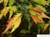 cut-leaf beech (Fagus sylvatica 'Laciniata') foliage in autumn