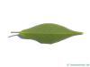 date plum (Diospyros lotus) leaf underside