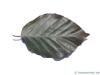 dawyk beech (Fagus sylvatica 'Dawyck Purple') leaf underside