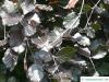 dawyk beech (Fagus sylvatica 'Dawyck Purple') leaves