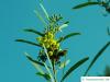 dietrich wattle (Acacia dietrichiana) blossom
