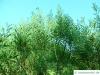 dietrich wattle (Acacia dietrichiana) growth