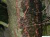 douglas (Pseudotsuga menziesii) trunk / bark