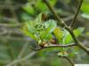 douglas hawthorn (Crataegus douglasii) budding