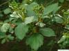 douglas hawthorn (Crataegus douglasii) leaf flower