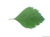 douglas hawthorn (Crataegus douglasii) leaf