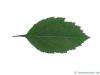 downy hawthorn (Crataegus mollis) leaf underside